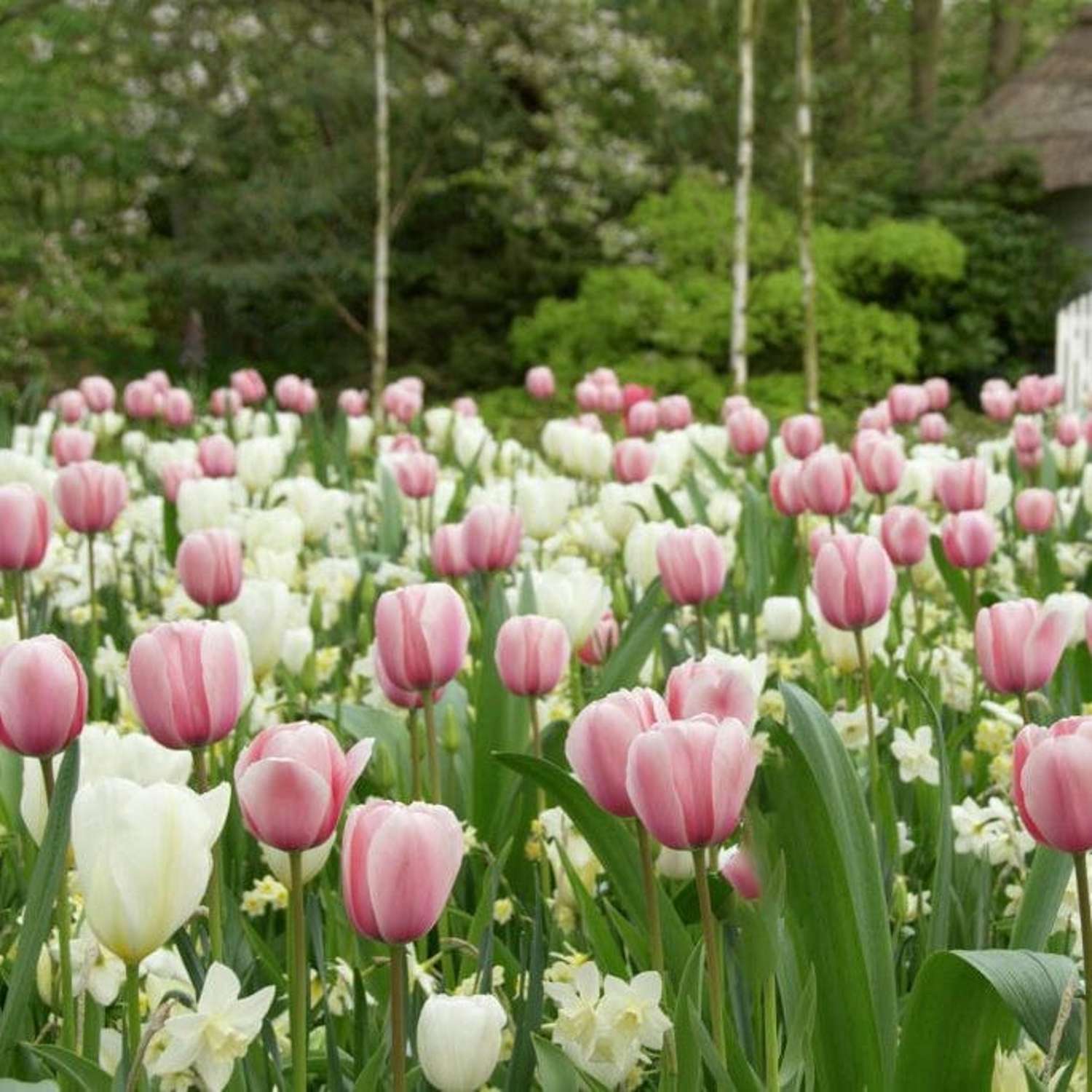 Mélange de bulbes 'Strawberry Cream'